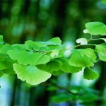 ginkgo biloba