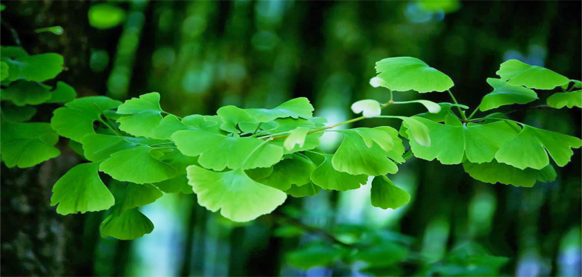 ginkgo biloba
