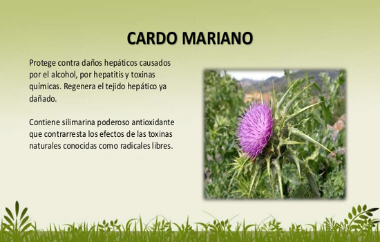 propiedades del cardo mariano
