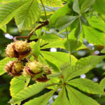 propiedades castaño de indias