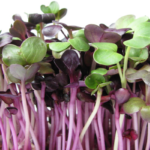 ggerminados y fermentados