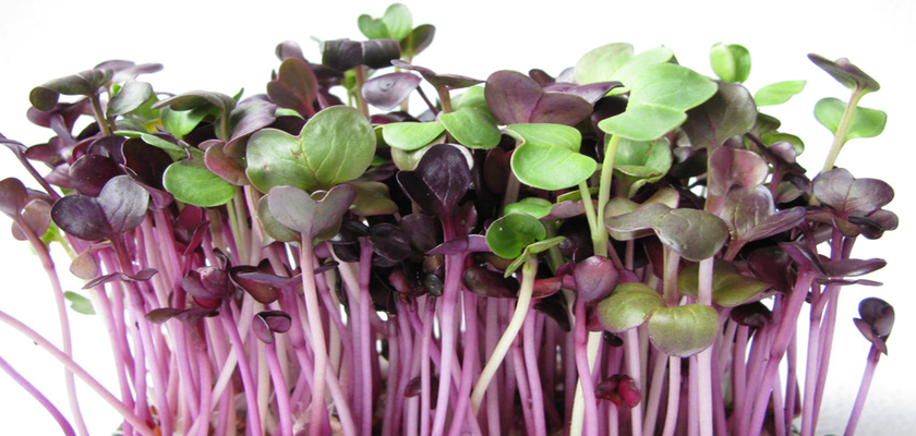 ggerminados y fermentados