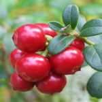 arándanos rojos para la cistitis