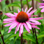 sistema inmunológico