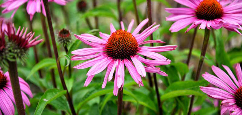 sistema inmunológico