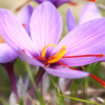 beneficios del azafrán