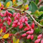 berberina, colesterol