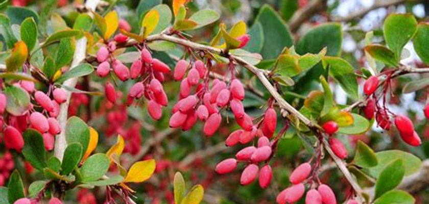 berberina, colesterol