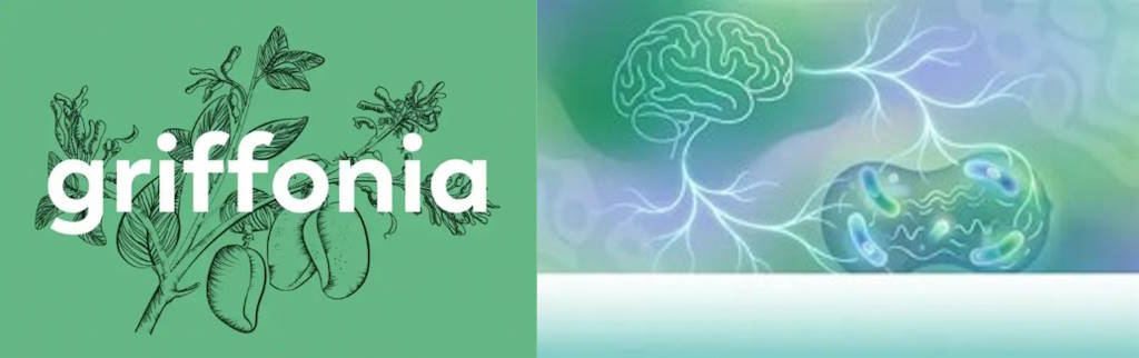 salud,mental,griffonia,sistema,nervioso,microbiota